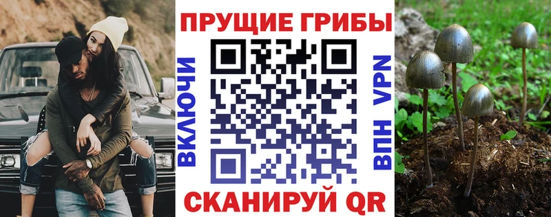 закладки Карабаш Псилоцибиновые грибы Cubensis